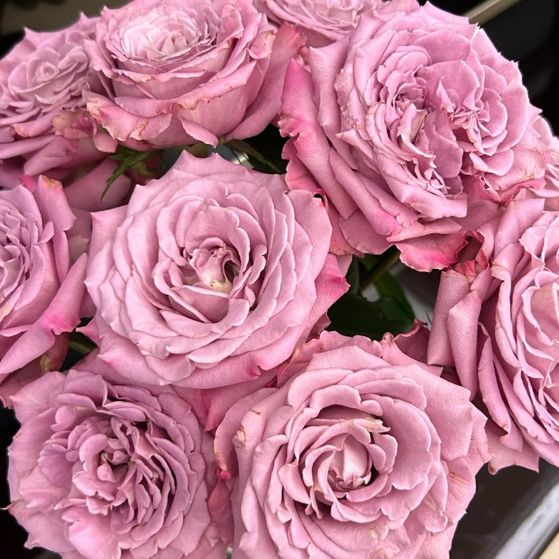 Scenta Rose