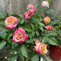 Pimms Rose
