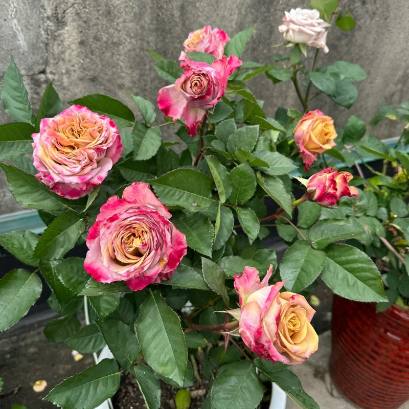 Pimms Rose