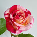 All American Magic Rose