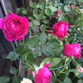 Jardin Parfume Rose