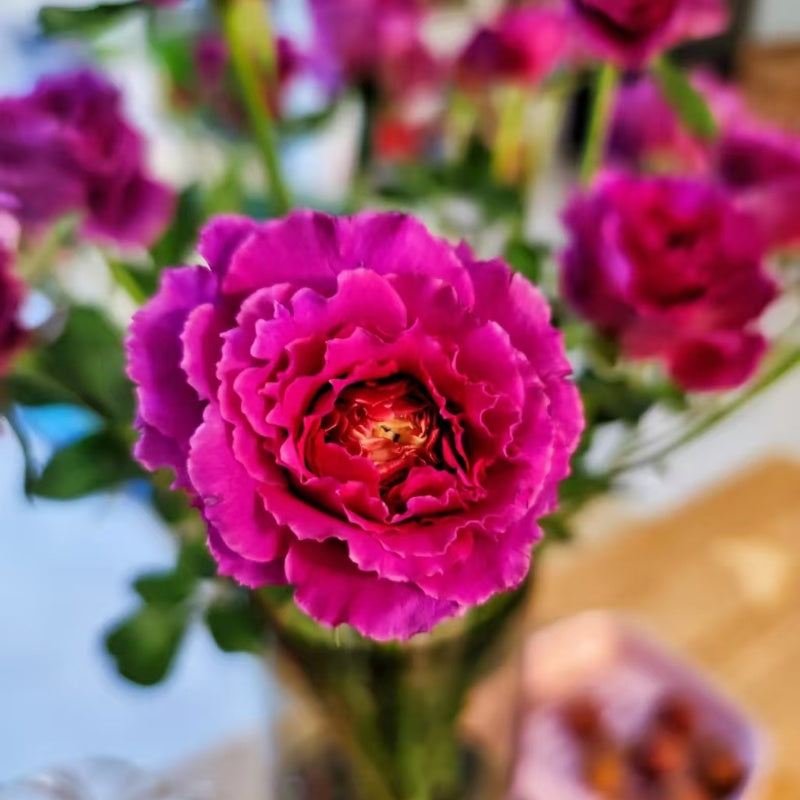Ramukan Rose
