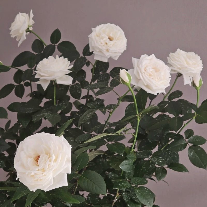 Pierre Arditi Rose