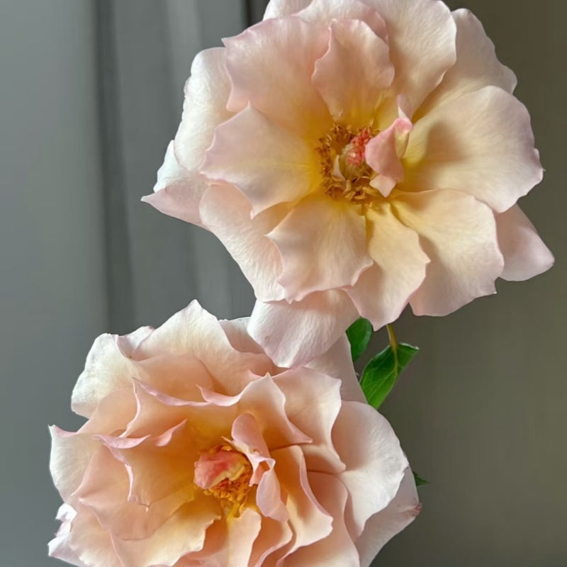 Hatune Rose