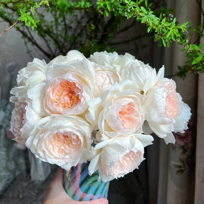 Bolero Rose