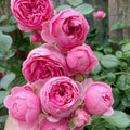 Pomponella Rose