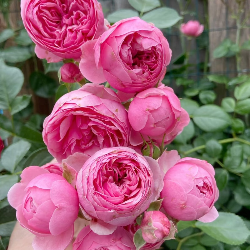 Pomponella Rose