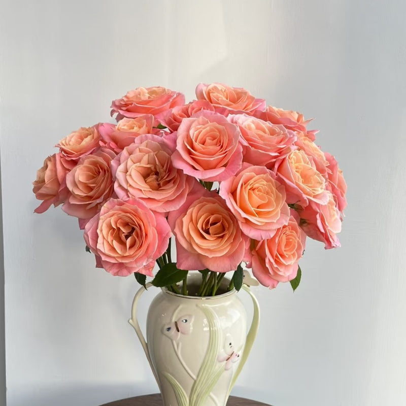 Edgy Roses Miss Piggy Rose – Elegant Garden Rose – Fast-growing-Plant
