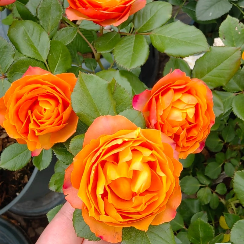 Mango Romantica Rose