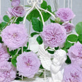 Ilias Rose