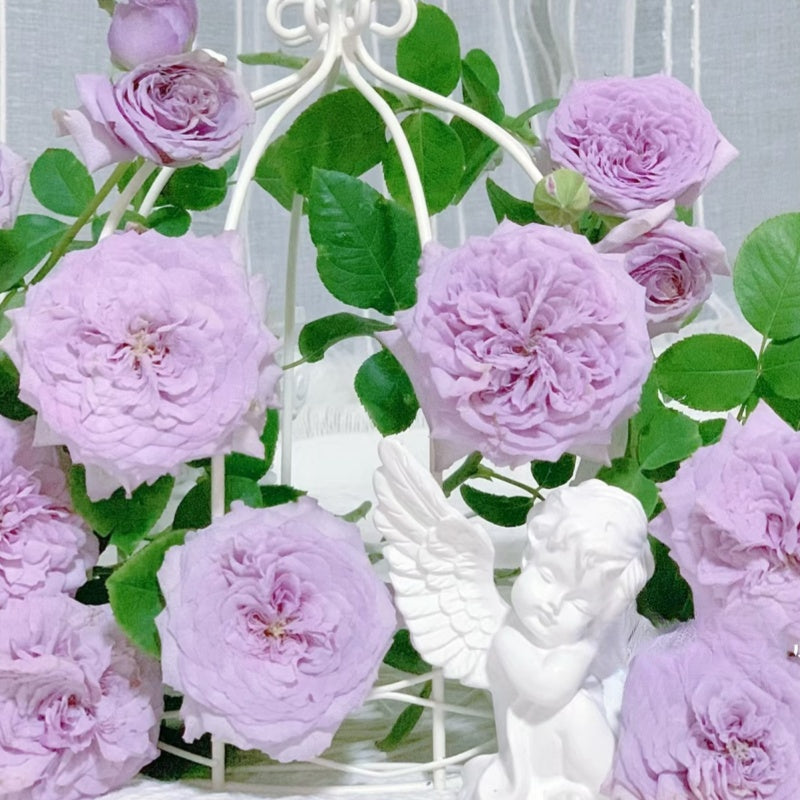 Ilias Rose
