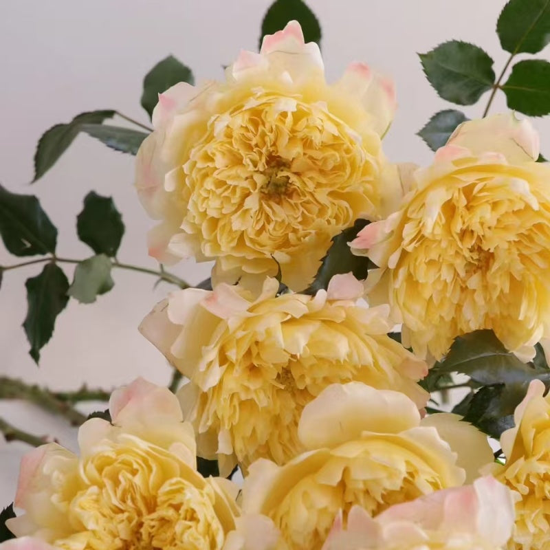 Fireworks Ruffle Rose