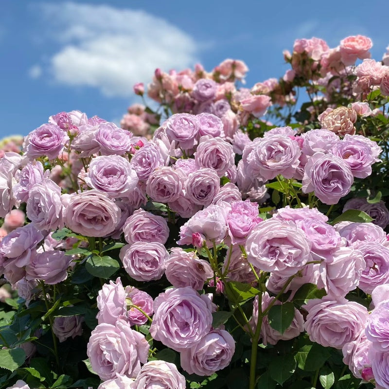 Shinoburedo Rose