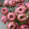 Northanger Abbey Rose