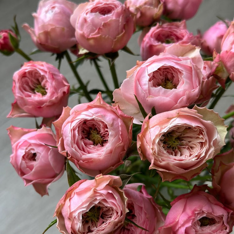 Northanger Abbey Rose