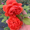 Summer Song Rose