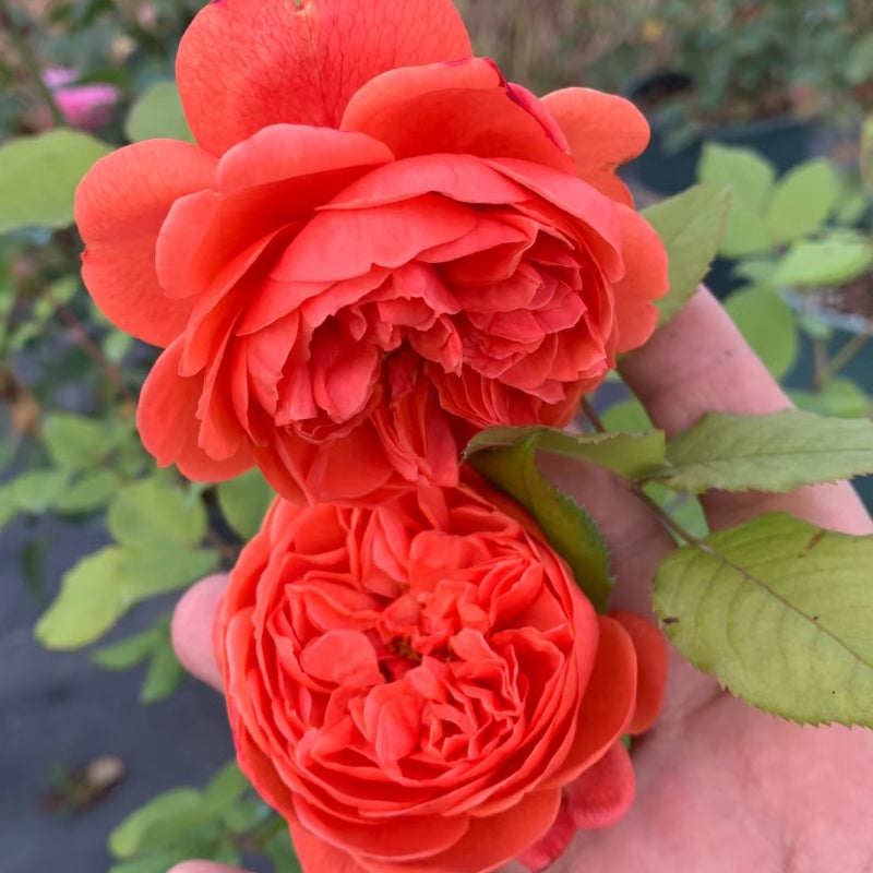 Summer Song Rose