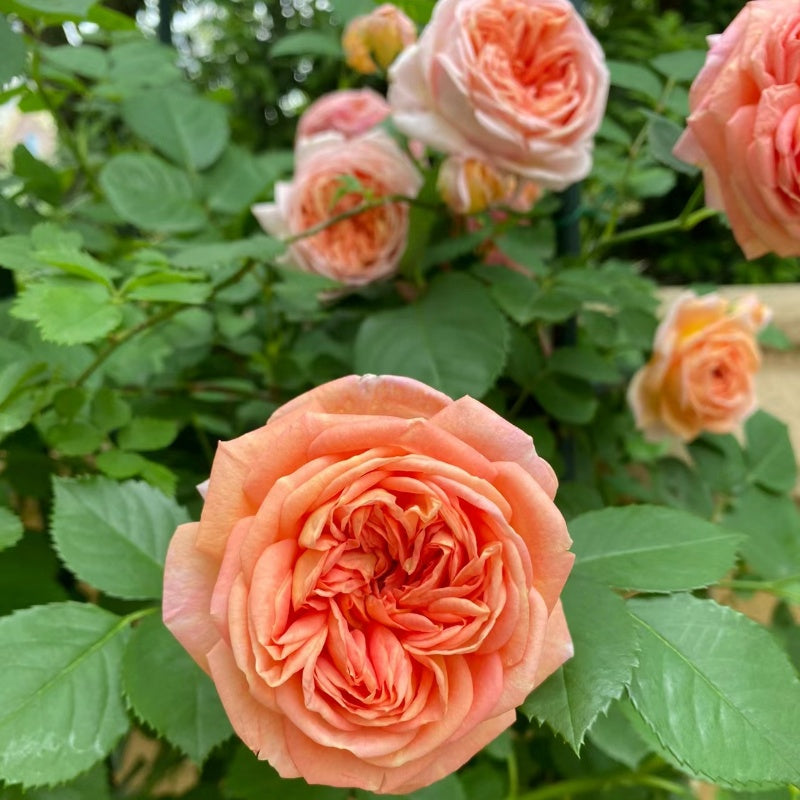 Alchymist Rose