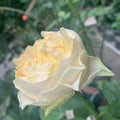 All Four Pure Rose
