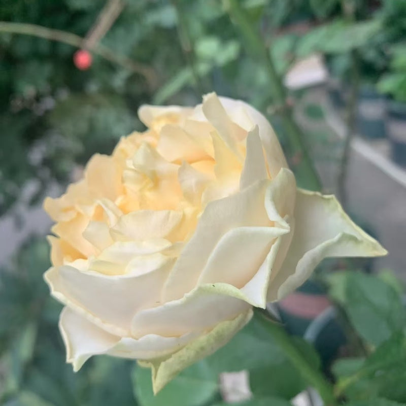 All Four Pure Rose