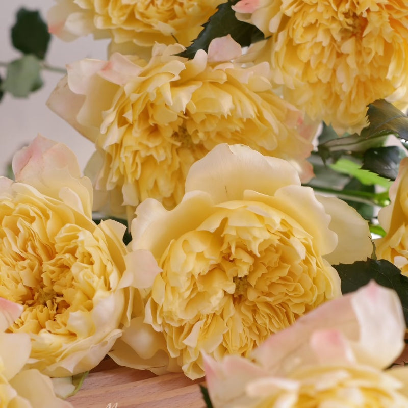 Fireworks Ruffle Rose