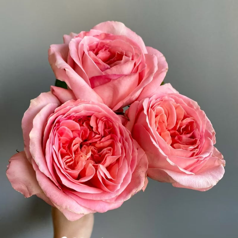 Pink Expression Rose