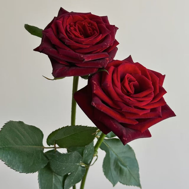 Black Baccara Rose