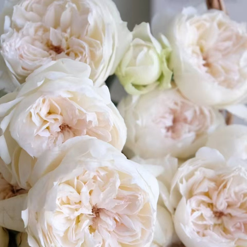 Bolero Rose