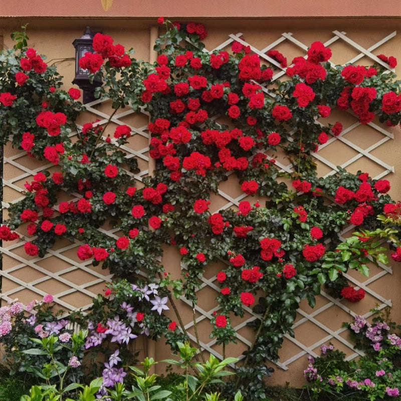 Lusuh Roses Lushuo Red Rose – Elegant Garden Rose – Fast-growing-Plant