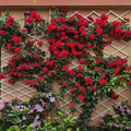 Lushuo Red  Rose