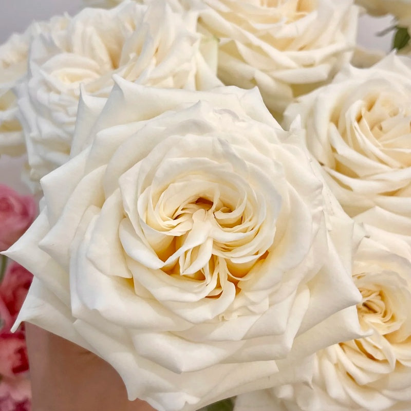 Candlelight Rose