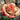Glad Tidings Rose garden rose with elegant blooms