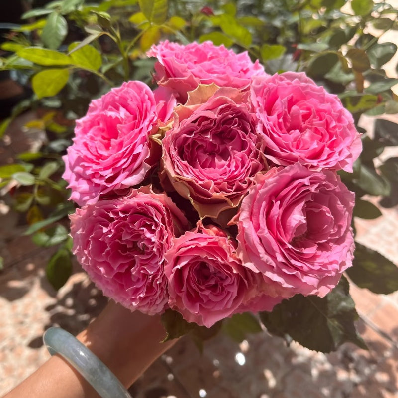 All Four Kiss Rose