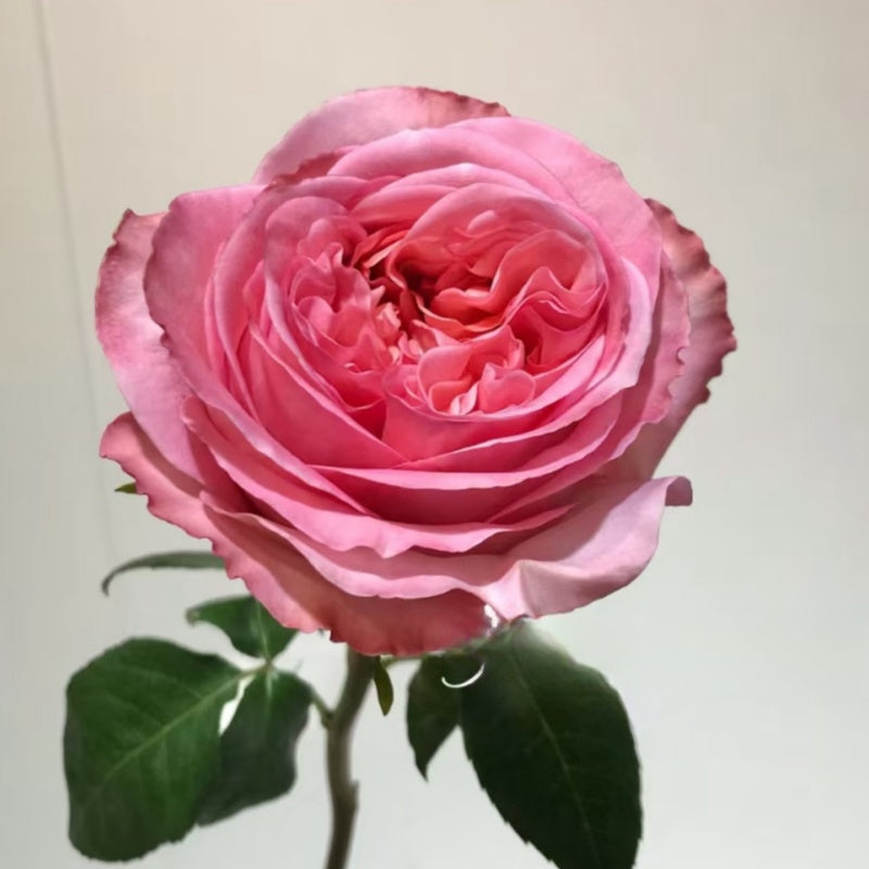 Pink X-pression Rose