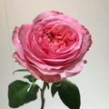 Pink X-pression Rose