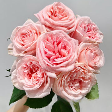 Premier D’amour Rose