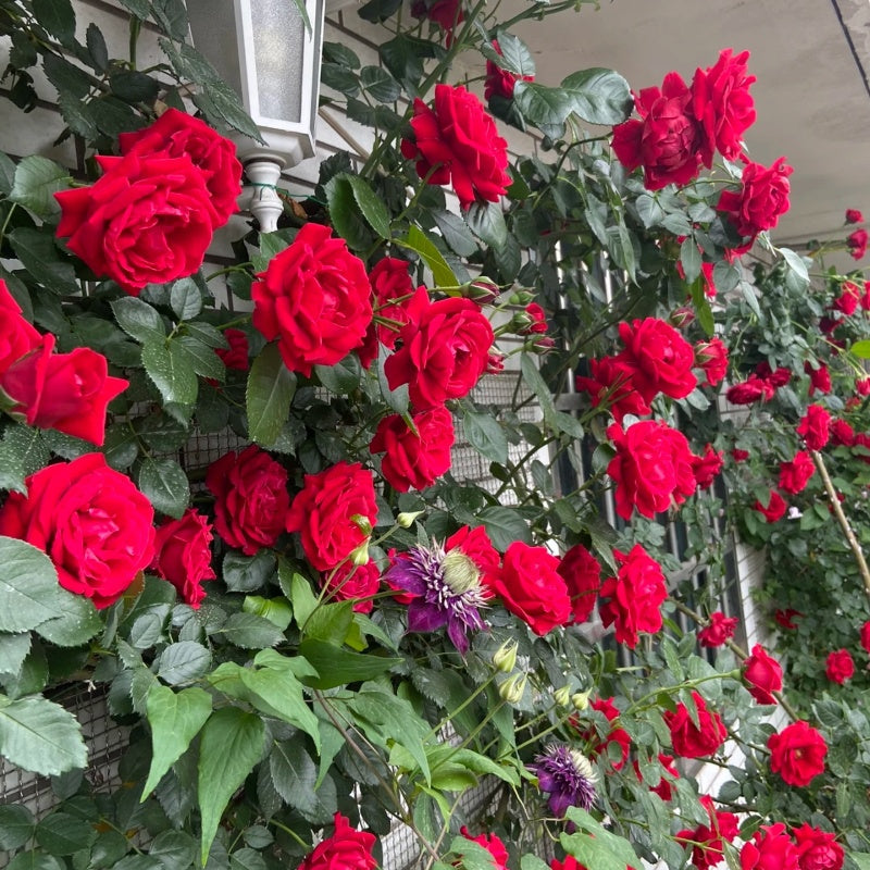 Parkdirektor Riggers Rose