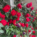 Parkdirektor Riggers Rose