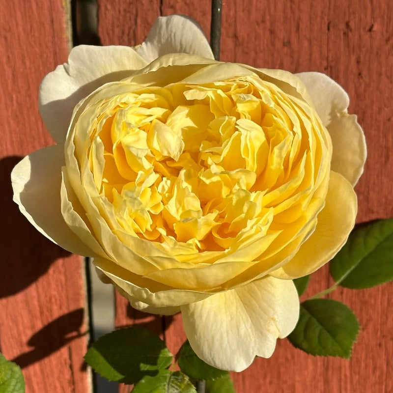 Charles Darwin Rose