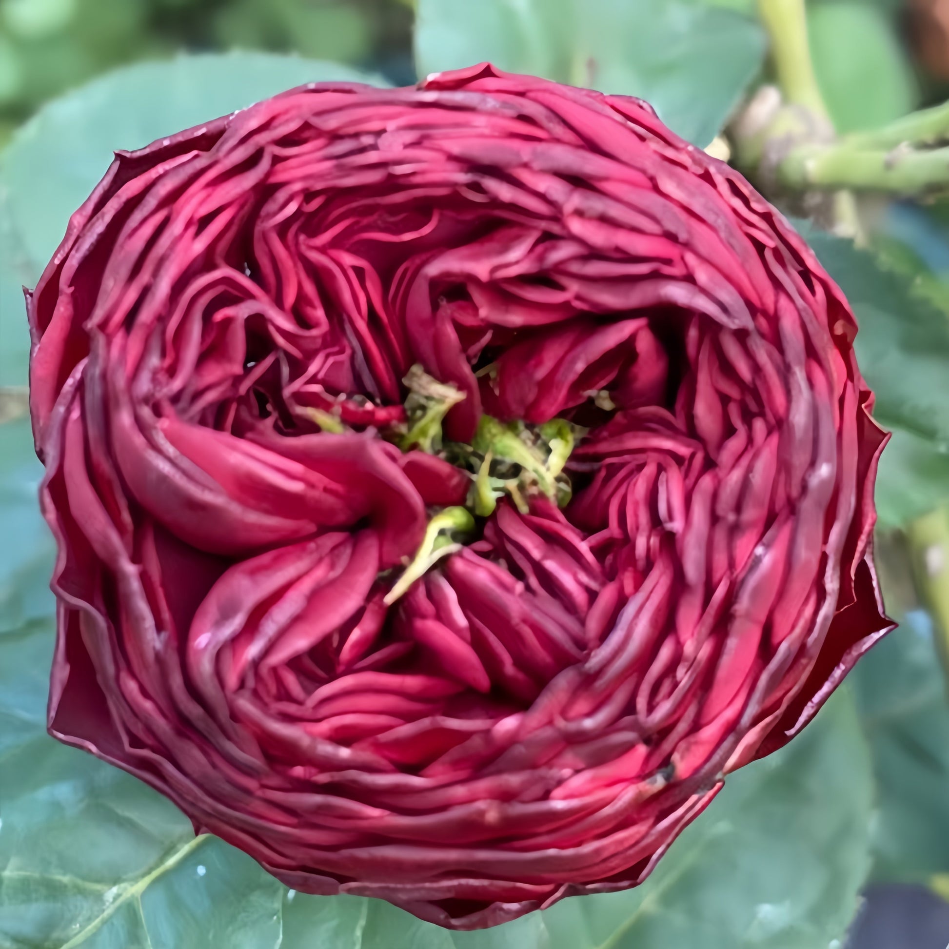 Grand Jubilee Rose