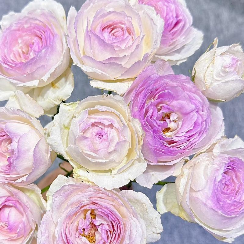 Vesalius Rose