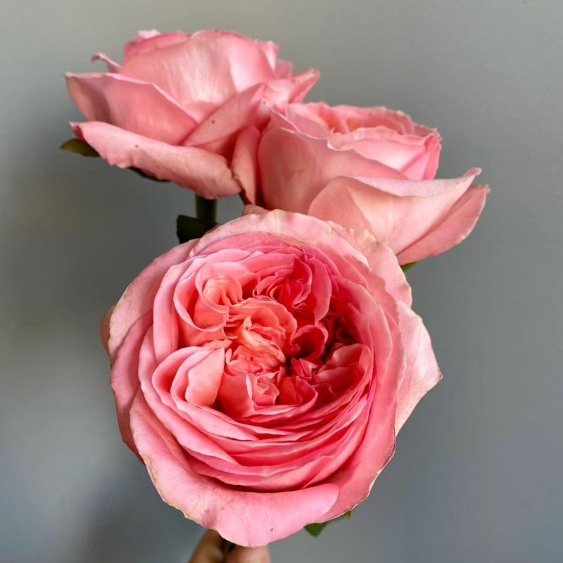Expression Roses Purple Pink Expression Rose – Elegant Garden Rose – Fast-growing-Plant