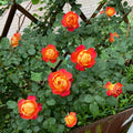 Baby Romantica Rose