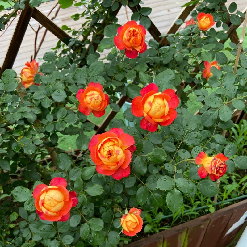Baby Romantica Rose