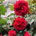 Republique de Montmartre Rose (Rose of the Nation's Angel)