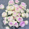 Vesalius Rose