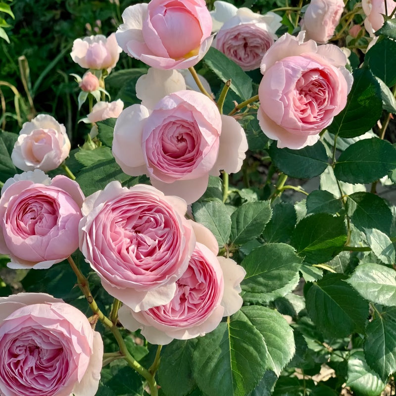 Geoff Hamilton Rose