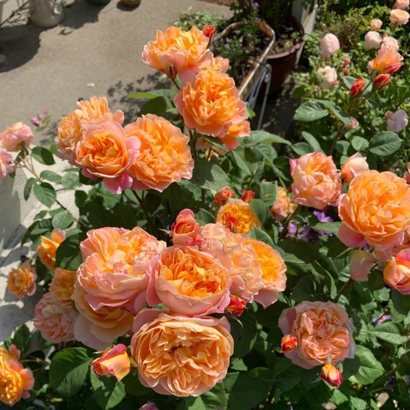 The Impressionist Rose