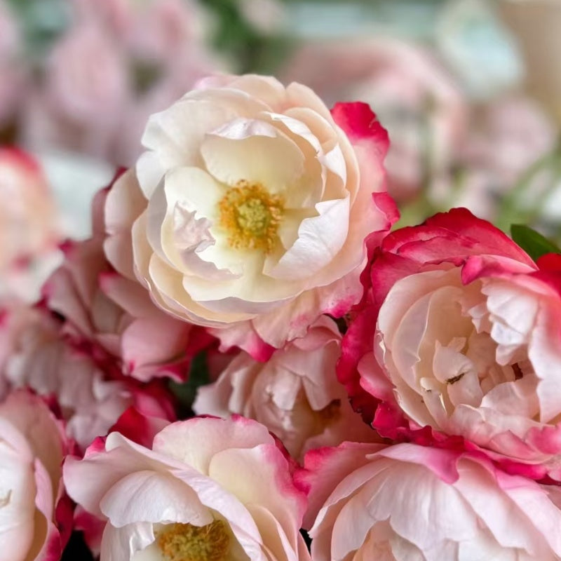 Nostalgie Rose