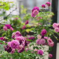 Sweet Chariot Rose